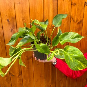 Potosovec zlatý (Epipremnum) ´AUREUM´ - výška 30-40 cm, kont. C1.5L